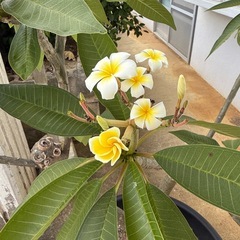 大きなプルメリアの画像