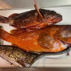 三重・福井の沖磯釣り巡り