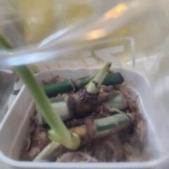 斑入りモンステラ  ホワイトタイガー茎伏せの画像