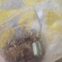 斑入りモンステラ  ホワイトタイガー茎伏せの画像