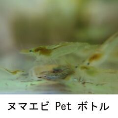 [問合OK、現在取引中]ミナミヌマエビペットボトル3 アクアリウ...