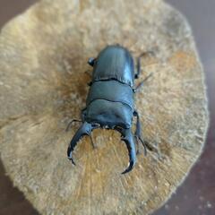 ヒラタクワガタ（ペア）の画像