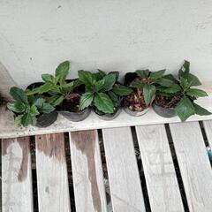 ハンダマ水前寺菜スーパーフード長寿 健康野菜の画像