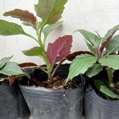 ハンダマ水前寺菜スーパーフード長寿 健康野菜の画像