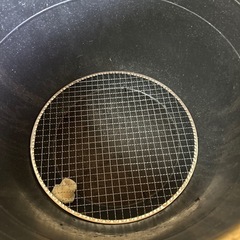 メダカ　金魚鉢の画像
