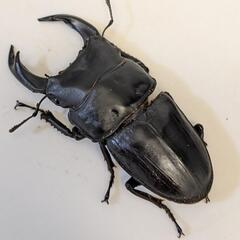 国産オオクワガタ　ペア