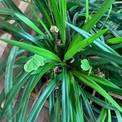 無料　一株からでも可　ランの株　鉢植え　　無料の画像