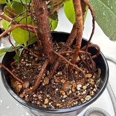 フィカスソフィア セラアート鉢付き 丸葉のゴムの木 観葉植物の画像