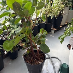 フィカスソフィア セラアート鉢付き 丸葉のゴムの木 観葉植物の画像