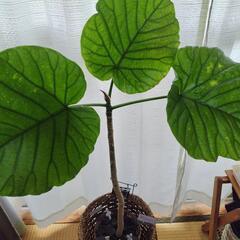 お値下げ！ガーデ◯ガーデ◯で購入鉢カバー付き　ウンベラータ　観葉植物　植替え剪定後の画像