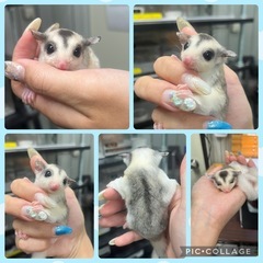 フクロモモンガ💙モザイク💙男の子