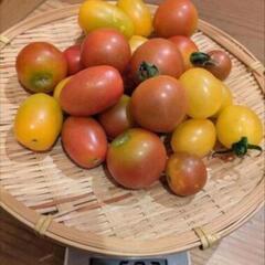 色々トマト500㌘&夏野菜1種セット
