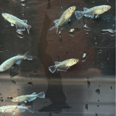 エメキンマリアージュ【成魚】の画像