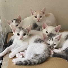 まもなくスクスク育った仔猫たち募集開始！