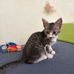 人懐っこいサバトラ