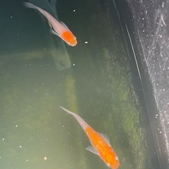 小町メダカ　若魚5匹の画像