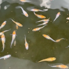 小町メダカ　若魚5匹の画像