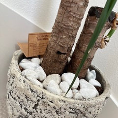 ユッカ　観葉植物　植木　プランターの画像