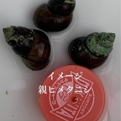 🐌稚貝ヒメタニシ20匹の画像