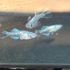 パール対外光xモルフォ稚魚10匹