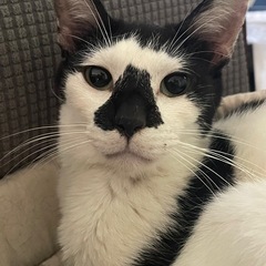 牛柄トンちゃん　膝、抱っこ、肩、おんぶ大好き！！