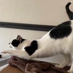 牛柄トンちゃん　膝、抱っこ、肩、おんぶ大好き！！ - 猫