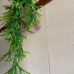 フェイクグリーン　コウモリ蘭の画像
