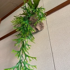 フェイクグリーン　コウモリ蘭の画像