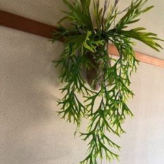 フェイクグリーン　コウモリ蘭の画像