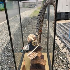 銀鶏鳥の画像