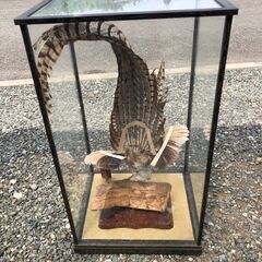 銀鶏鳥の画像