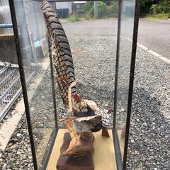 銀鶏鳥の画像