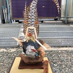 銀鶏鳥の画像