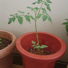 ミニトマト苗 植木鉢付きの画像