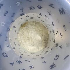 虹孔雀にじくじゃくメダカ稚魚20匹の画像