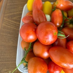 朝摘みトマトの画像
