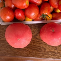 朝摘みトマトの画像