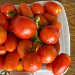 朝摘みトマトの画像