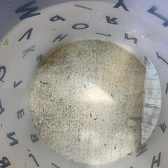 虹孔雀にじくじゃくメダカ稚魚20匹の画像