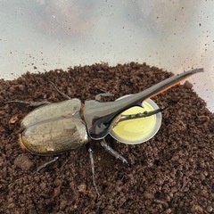 ヘラクレス♂の画像