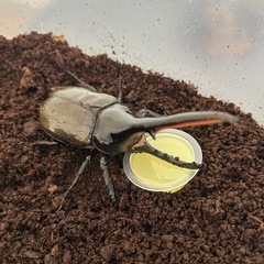 ヘラクレス♂の画像