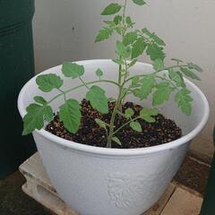 ミニトマト苗 植木鉢付きの画像