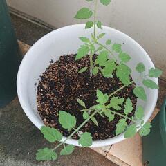 ミニトマト苗 植木鉢付きの画像