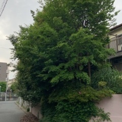 助けて下さい（手伝って下さい）