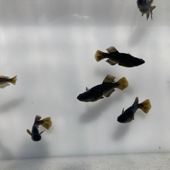カイジ　稚魚　20匹の画像