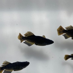 カイジ　稚魚　20匹の画像