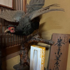 キジの剥製の画像