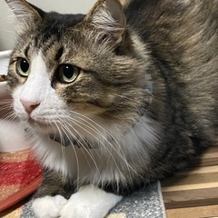 🐱再募集🐱エイズキャリア🐱ノルウェージャンそっくりなしょうくん🐱...