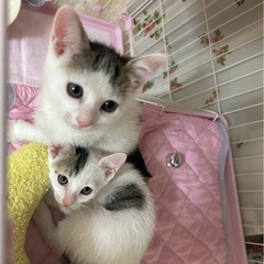 子猫