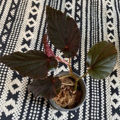 観葉植物　ベゴニア　ブラックドラゴン